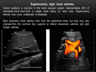 Variant anatomy is common in the renal vascular system. Approximately 30% of
individuals have more than a single renal artery on each side. Supernumery
arteries may occur unilaterally or bilaterally.
Most accessory renal arteries arise from the abdominal aorta, but they may also
originate from the common iliac, superior or inferior mesenteric, adrenal, and right
hepatic arteries.
Supernumery right renal arteries.
 