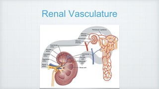 Renal Vasculature
 