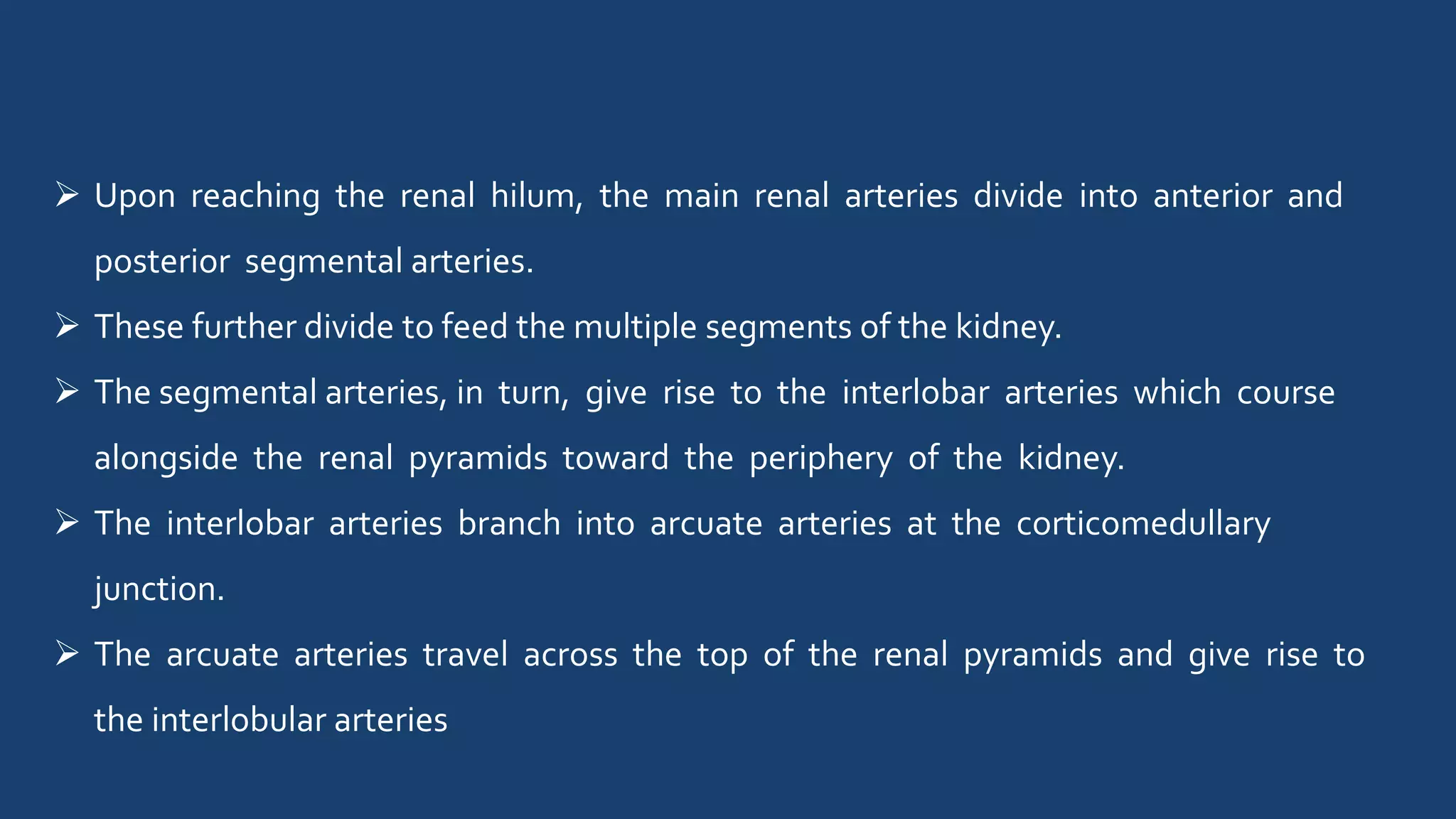  Upon reaching the renal hilum, the main renal arteries divide into anterior and
posterior segmental arteries.
 These further divide to feed the multiple segments of the kidney.
 The segmental arteries, in turn, give rise to the interlobar arteries which course
alongside the renal pyramids toward the periphery of the kidney.
 The interlobar arteries branch into arcuate arteries at the corticomedullary
junction.
 The arcuate arteries travel across the top of the renal pyramids and give rise to
the interlobular arteries
 