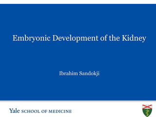 S L I D E 0
Embryonic Development of the Kidney
Ibrahim Sandokji
 