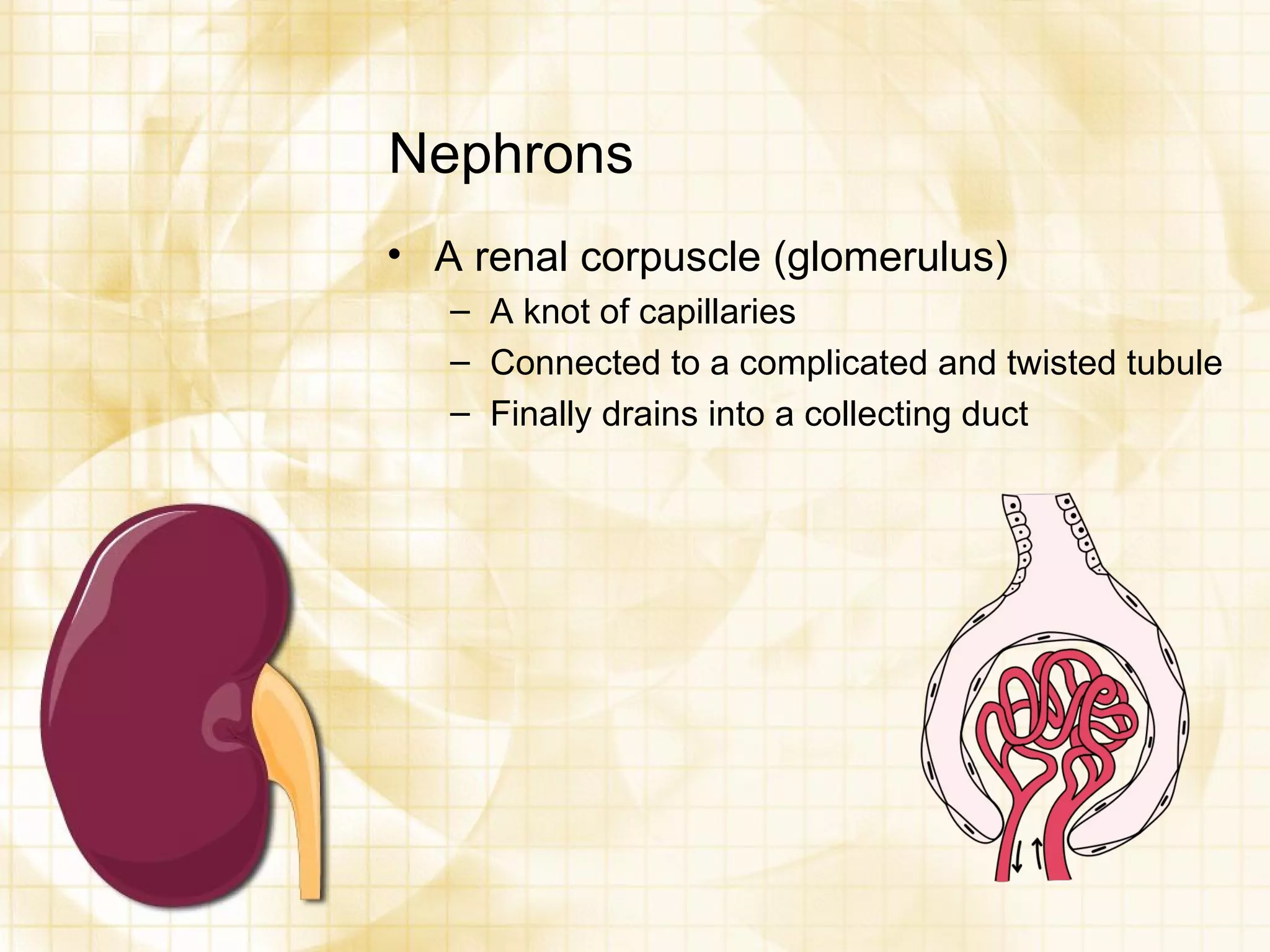 Nephrons A renal corpuscle (glomerulus) A knot of capillaries Connected to a complicated and twisted tubule Finally drains into a collecting duct 