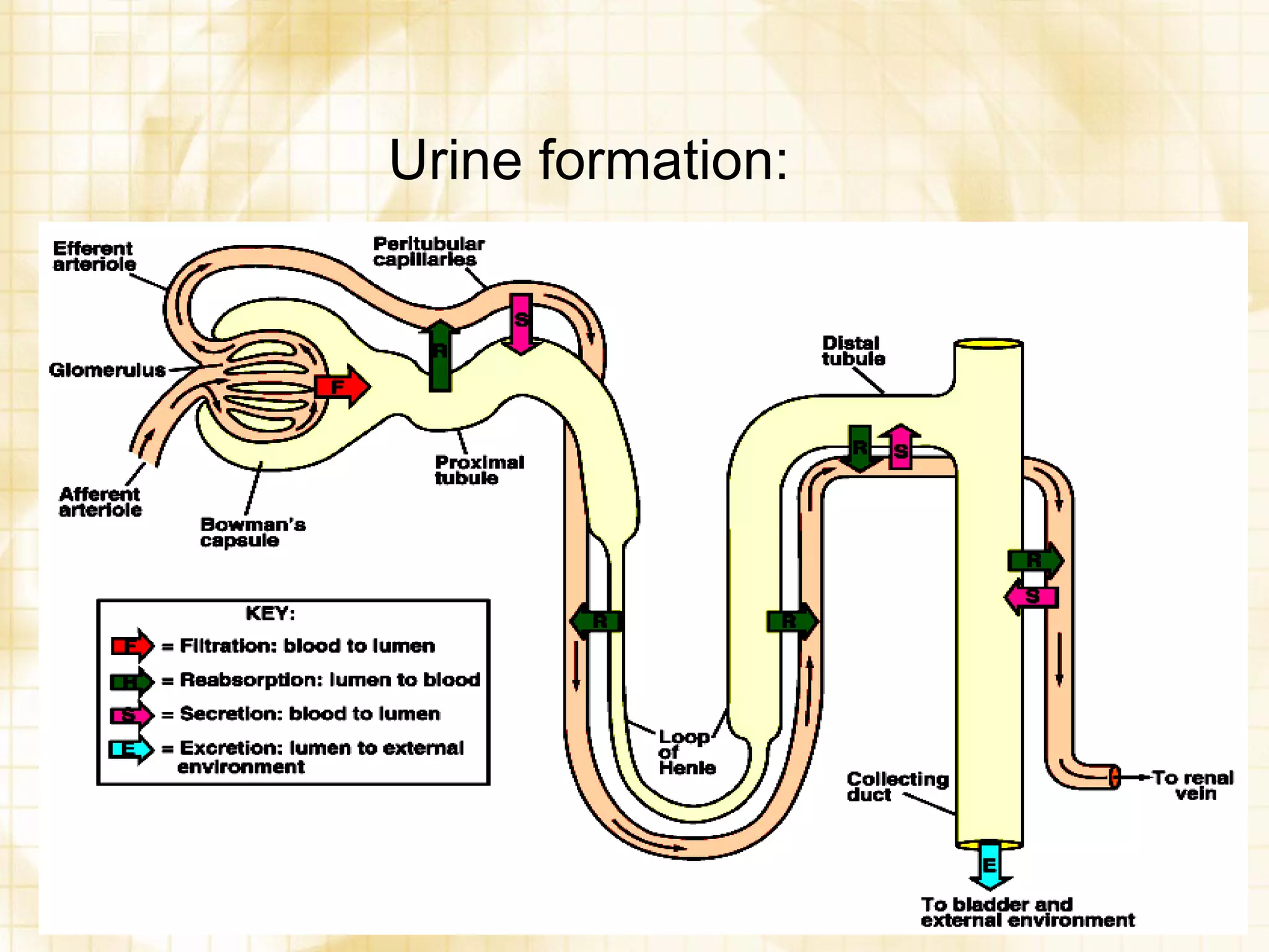 Urine formation: 