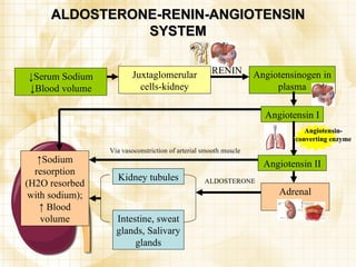 ALDOSTERONE-RENIN-ANGIOTENSIN SYSTEM Angiotensinogen in plasma Juxtaglomerular cells-kidney ↓ Serum Sodium ↓Blood volume Angiotensin I Kidney tubules Angiotensin II Adrenal Cortex ↑ Sodium resorption (H2O resorbed with sodium); ↑ Blood volume RENIN Angiotensin-converting enzyme ALDOSTERONE Intestine, sweat glands, Salivary glands Via vasoconstriction of arterial smooth muscle 