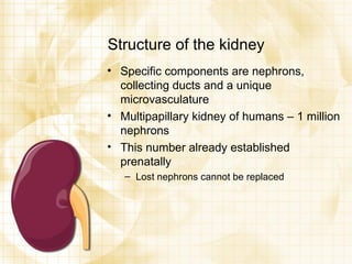 Structure of the kidney Specific components are nephrons, collecting ducts and a unique microvasculature Multipapillary kidney of humans – 1 million nephrons This number already established prenatally Lost nephrons cannot be replaced 