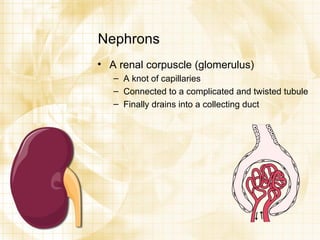 Nephrons A renal corpuscle (glomerulus) A knot of capillaries Connected to a complicated and twisted tubule Finally drains into a collecting duct 