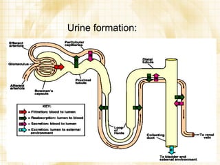 Urine formation: 