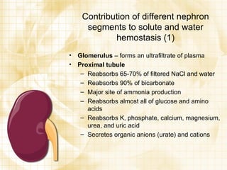 Contribution of different nephron segments to solute and water hemostasis (1) Glomerulus  – forms an ultrafiltrate of plasma Proximal tubule Reabsorbs 65-70% of filtered NaCl and water Reabsorbs 90% of bicarbonate Major site of ammonia production Reabsorbs almost all of glucose and amino acids Reabsorbs K, phosphate, calcium, magnesium, urea, and uric acid Secretes organic anions (urate) and cations 