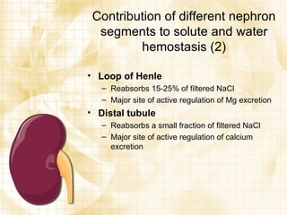 Contribution of different nephron segments to solute and water hemostasis (2) Loop of Henle Reabsorbs 15-25% of filtered NaCl Major site of active regulation of Mg excretion Distal tubule Reabsorbs a small fraction of filtered NaCl Major site of active regulation of calcium excretion 