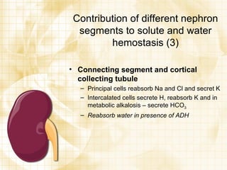 Contribution of different nephron segments to solute and water hemostasis (3) Connecting segment and cortical collecting tubule Principal cells reabsorb Na and Cl and secret K  Intercalated cells secrete H, reabsorb K and in metabolic alkalosis – secrete HCO 3 Reabsorb water in presence of ADH 