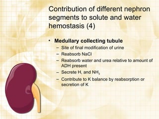 Contribution of different nephron segments to solute and water hemostasis (4) Medullary collecting tubule Site of final modification of urine Reabsorb NaCl Reabsorb water and urea relative to amount of ADH present Secrete H, and NH 3 Contribute to K balance by reabsorption or secretion of K 