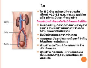 ไต มี  2   ข้าง คล้ายรูปถั่ว ขนาดในผู้ใหญ่  ~10-13   ซ . ม .  ตำแหน่งอยู่ด้านหลัง บริเวณบั้นเอว ทั้งสองข้าง  โดยสรุปหน้าที่ของไตจึงมีทั้งหมดดังนี้คือ   ขับของเสียที่เกิดจากการเผาผลาญสารอาหาร รวมทั้งสารพิษต่างๆที่ร่างกาย ได้รับออกมาเป็นปัสสาวะ  ขับน้ำส่วนเกินออกจากร่างกาย  ควบคุมดุลย์ของน้ำและเกลือแร่ที่สำคัญให้อยู่ในภาวะปกติเสมอ  ช่วยสร้างฮอร์โมนที่มีผลต่อการสร้างเม็ดเลือดแดง  ช่วยสร้าง วิตามินดี  -3   ชนิดแอคทีพ  ซึ่งมีผลต่อการดูดซึมแคลเซียมและฟอสเฟต ไต 