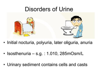 Disorders of Urine Initial nocturia, polyuria, later oliguria, anuria Isosthenuria – s.g. : 1.010, 285mOsm/L Urinary sediment contains cells and casts 