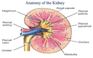 Anatomy of the Kidney
3
 