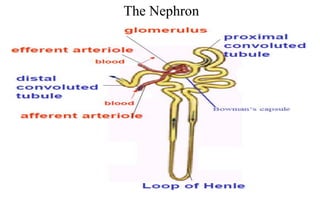 The Nephron
4
 