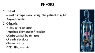 PHASES
1. Initial
-Renal damage is occurring, the patient may be
-Asymptomatic
2. Oliguric
-<1ml/kg/hr of urine
-Impaired glomerular filtration
-Waste cannot be remove
-Uremia develops
-Neurotoxicity
-CCF, HTN, anemia
 