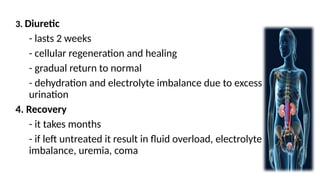 3. Diuretic
- lasts 2 weeks
- cellular regeneration and healing
- gradual return to normal
- dehydration and electrolyte imbalance due to excess
urination
4. Recovery
- it takes months
- if left untreated it result in fluid overload, electrolyte
imbalance, uremia, coma
 
