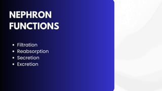 NEPHRON
FUNCTIONS
Filtration
Reabsorption
Secretion
Excretion
 