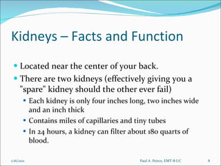 Kidneys – Facts and Function Located near the center of your back.  There are two kidneys (effectively giving you a "spare" kidney should the other ever fail) Each kidney is only four inches long, two inches wide and an inch thick Contains miles of capillaries and tiny tubes In 24 hours, a kidney can filter about 180 quarts of blood.  Paul A. Peirce, EMT-B I/C 1/16/2011 