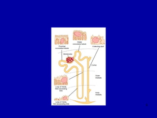 Renal func & dysfunc may 2016 | PPT