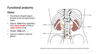 11
Functional anatomy
Gross:
• Paired bean-shaped organs
located in the retroperitoneal
space
• Approx. 12cm long, extending
from lower border of T11 to
upper border of L3
• Weight: 150g each
• Superior relations: adrenal
glands
Adapted from https://courses.lumenlearning.com/suny-ap2/chapter/gross-anatomy-of-the-kidney/
 
