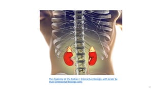 12
The Anatomy of the Kidney | Interactive Biology, with Leslie Sa
muel (interactive-biology.com)
 