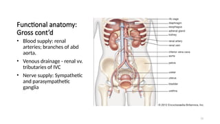 13
Functional anatomy:
Gross cont’d
• Blood supply: renal
arteries; branches of abd
aorta.
• Venous drainage - renal vv.
tributaries of IVC
• Nerve supply: Sympathetic
and parasympathetic
ganglia
 