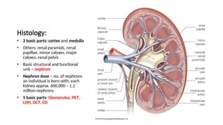14
Histology:
• 2 basic parts: cortex and medulla
• Others: renal pyramids, renal
papillae, minor calyxes, major
calyxes, renal pelvis
• Basic structural and functional
unit – nephron
• Nephron dose – no. of nephrons
an individual is born with; each
kidney approx. 600,000 – 1.2
million nephrons
• 5 basic parts: Glomerulus, PCT,
LOH, DCT, CD
 