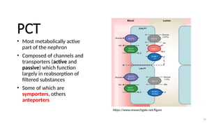 19
PCT
• Most metabolically active
part of the nephron
• Composed of channels and
transporters (active and
passive) which function
largely in reabsorption of
filtered substances
• Some of which are
symporters, others
anteporters
https://www.researchgate.net/figure
 