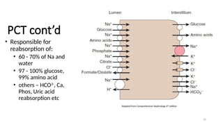 20
PCT cont’d
• Responsible for
reabsorption of:
• 60 - 70% of Na and
water
• 97 - 100% glucose,
99% amino acid
• others – HCO3-
, Ca,
Phos, Uric acid
reabsorption etc
Adapted from Comprehensive Nephrology 6th
edition
 