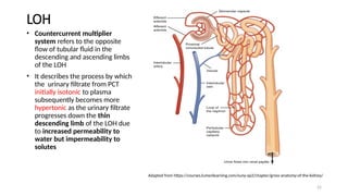 22
LOH
• Countercurrent multiplier
system refers to the opposite
flow of tubular fluid in the
descending and ascending limbs
of the LOH
• It describes the process by which
the urinary filtrate from PCT
initially isotonic to plasma
subsequently becomes more
hypertonic as the urinary filtrate
progresses down the thin
descending limb of the LOH due
to increased permeability to
water but impermeability to
solutes
Adapted from https://courses.lumenlearning.com/suny-ap2/chapter/gross-anatomy-of-the-kidney/
 