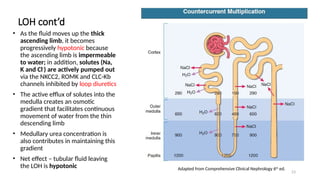 23
LOH cont’d
• As the fluid moves up the thick
ascending limb, it becomes
progressively hypotonic because
the ascending limb is impermeable
to water; in addition, solutes (Na,
K and Cl-
) are actively pumped out
via the NKCC2, ROMK and CLC-Kb
channels inhibited by loop diuretics
• The active efflux of solutes into the
medulla creates an osmotic
gradient that facilitates continuous
movement of water from the thin
descending limb
• Medullary urea concentration is
also contributes in maintaining this
gradient
• Net effect – tubular fluid leaving
the LOH is hypotonic Adapted from Comprehensive Clinical Nephrology 6th
ed.
 