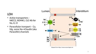 24
LOH
• Active transporters -
NKCC2, ROMK1, CLC-Kb for
Na, K, Cl
• Paracellular transport – Ca,
Mg, some Na→Claudin (aka
Paracellin) channels
Adapted from https://www.researchgate.net
 