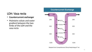 25
LOH: Vasa recta
• Countercurrent exchanger
• Maintains solute and water
gradient between the two
limbs of the LOH and the
vasa recta
Adapted from Comprehensive Clinical Nephrology 6th
ed.
 