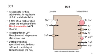 26
DCT
• Responsible for fine
adjustments in regulation
of fluid and electrolytes
• 5-10% of Na reabsorption
under the influence of the
Thiazide-sensitive NCCT
channel
• Reabsorption of Ca2+,
Phosphate and Magnesium
also occurs here
• Distal portion has
specialized macula densa
cells which are integral
components of the JGA Adapted from Comprehensive Nephrology 6th
edition
 