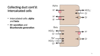 28
Collecting duct cont’d:
Intercalcated cells
• Intercalated cells: alpha
and beta
• H+ secretion and
Bicarbonate generation
 