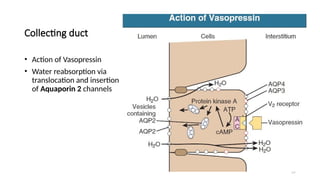29
Collecting duct
• Action of Vasopressin
• Water reabsorption via
translocation and insertion
of Aquaporin 2 channels
 