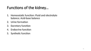 31
Functions of the kidney…
1. Homeostatic function: Fluid and electrolyte
balance; Acid-base balance
2. Urine formation
3. Excretory function
4. Endocrine function
5. Synthetic function
 