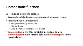 32
Homeostatic function…
A. Fluid and electrolyte balance:
• Accomplished via the renin-angiotensin-aldosterone system
• Involves the JGA composed of:
• Juxtaglomerular (granular) cells
• Macula densa
• Extra-glomerular mesangial cells of Lacis
• Baroreceptors in the JGA, carotid sinus and aortic arch,
chemoreceptors in the macula densa and osmoreceptors in the
hypothalamus
 
