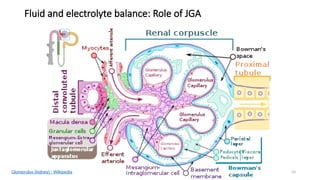 33
Fluid and electrolyte balance: Role of JGA
Glomerulus (kidney) - Wikipedia
 