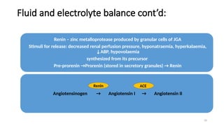 34
Fluid and electrolyte balance cont’d:
Renin – zinc metalloprotease produced by granular cells of JGA
Stimuli for release: decreased renal perfusion pressure, hyponatraemia, hyperkalaemia,
↓ABP, hypovolaemia
synthesized from its precursor
Pre-prorenin →Prorenin (stored in secretory granules) → Renin
Angiotensinogen → Angiotensin I → Angiotensin II
Renin ACE
 