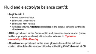 35
Fluid and electrolyte balance cont’d:
• Angiotensin II:
• Potent vasoconstrictor
• Stimulates thirst centre
• Stimulates ADH release
• Activates enzyme Aldosterone synthase in the adrenal cortex to synthesize
aldosterone
• ADH – produced in the Supra-optic and paraventricular nuclei (more
in the supraoptic nucleus); stimulus for release in ↑plasma
osmolality >290mOsm/kg
• Aldosterone – produced in the zona glomerulosa of the adrenal
cortex; stimulates Na reabsorption by activating ENaC channel at CD
 