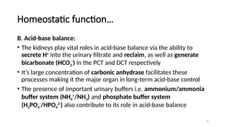 36
Homeostatic function…
B. Acid-base balance:
• The kidneys play vital roles in acid-base balance via the ability to
secrete H+
into the urinary filtrate and reclaim, as well as generate
bicarbonate (HCO3
-
) in the PCT and DCT respectively
• It’s large concentration of carbonic anhydrase facilitates these
processes making it the major organ in long-term acid-base control
• The presence of important urinary buffers i.e. ammonium/ammonia
buffer system (NH4
+
/NH3) and phosphate buffer system
(H2PO4
-
/HPO4
2-
) also contribute to its role in acid-base balance
 