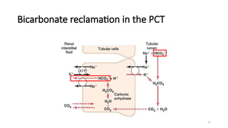 37
Bicarbonate reclamation in the PCT
 