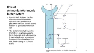 39
Role of
Ammonium/Ammonia
buffer system
• In pathological states, the liver
diverts ammonia from Urea
synthesis into generation of
glutamine which is utilized by the
kidneys to generate ammonium
ion
• The Glutamine is hydrolysed in
the kidneys by glutaminase to
form glutamate and subsequently
2-oxoglutarate and ammonium
ion which then dissociates into
NH3 and H+
acting as a urinary
buffer
Adapted from Clinical Chemistry and Metabolic Medicine by M.
Crook
 
