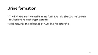 40
Urine formation
• The kidneys are involved in urine formation via the Countercurrent
multiplier and exchanger systems
• Also requires the influence of ADH and Aldosterone
 