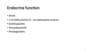 42
Endocrine function
• Renin
• 1,25-(OH)2vitamin D - 1α hydroxylase enzyme
• Erythropoietin
• Thrombopoietin
• Prostaglandins
 