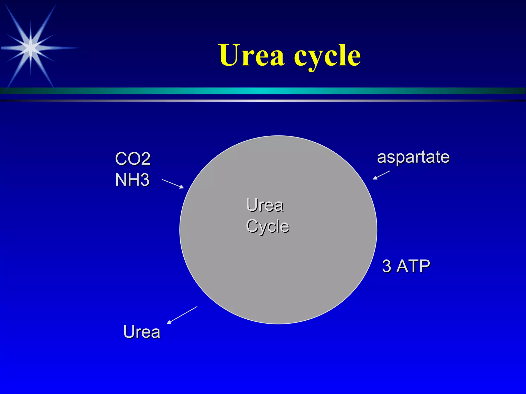 Urea cycle CO2 NH3 aspartate Urea 3 ATP Urea Cycle 