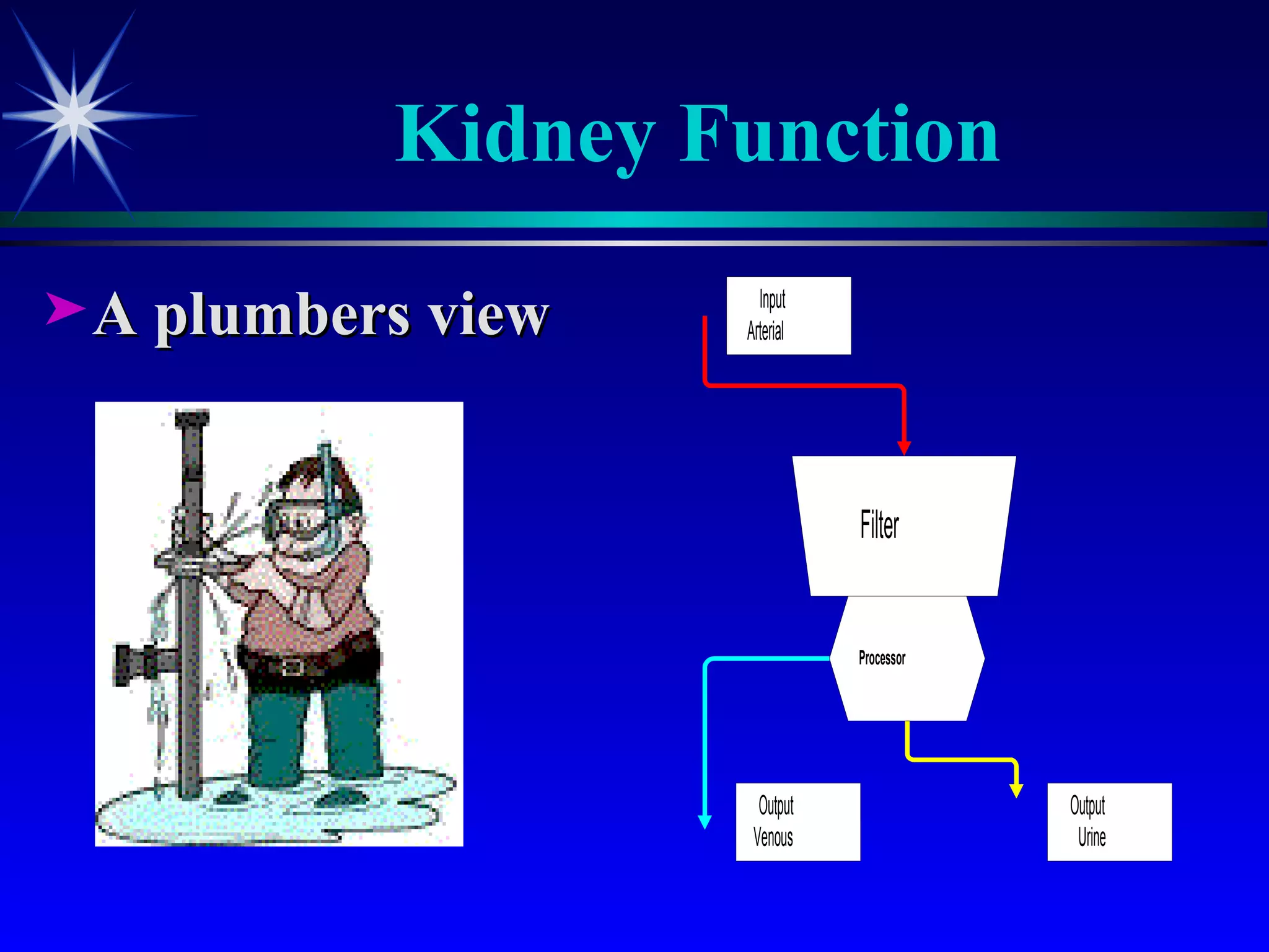 Kidney Function A plumbers view 