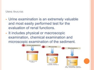 Renal function test | PPTX