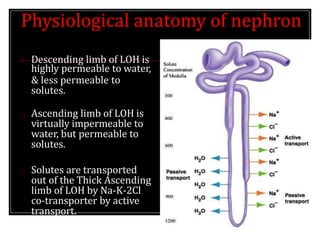 Physiological anatomy of nephron
Descending limb of LOH is
highly permeable to water,
& less permeable to
solutes.
Ascending limb of LOH is
virtually impermeable to
water, but permeable to
solutes.
Solutes are transported
out of the Thick Ascending
limb of LOH by Na-K-2Cl
co-transporter by active
transport.
 